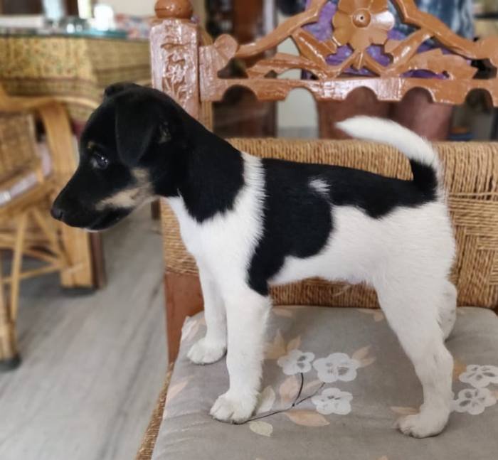 DogsIndia.com - Fox Terrier - Abbheraj Singh
