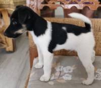 DogsIndia.com - Fox Terrier - Abbheraj Singh
