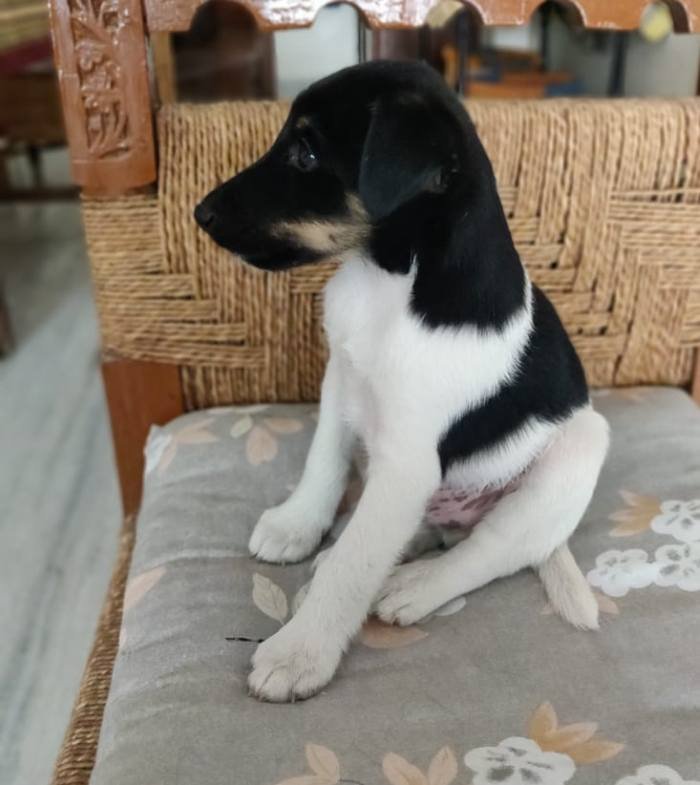 DogsIndia.com - Fox Terrier - Abbheraj Singh