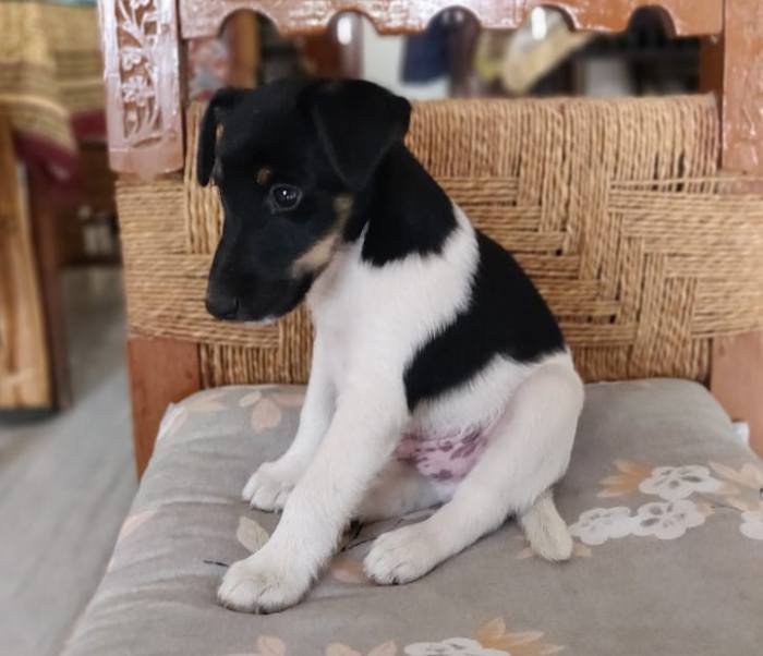 DogsIndia.com - Fox Terrier - Abbheraj Singh