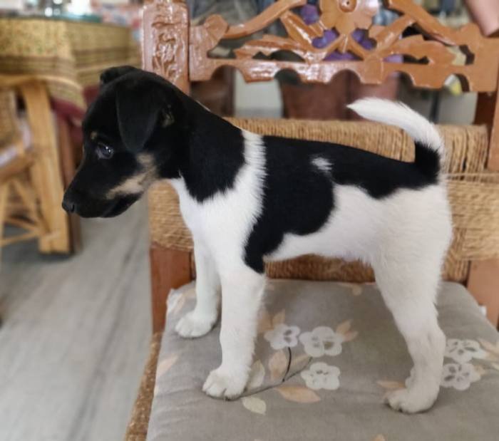 DogsIndia.com - Fox Terrier - Abbheraj Singh