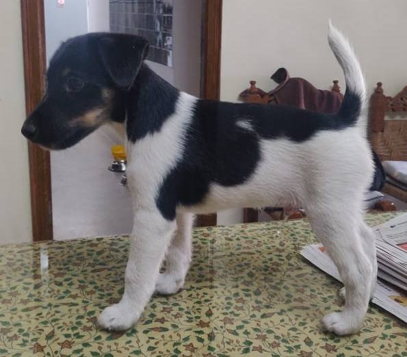 DogsIndia.com - Fox Terrier - Abbheraj Singh