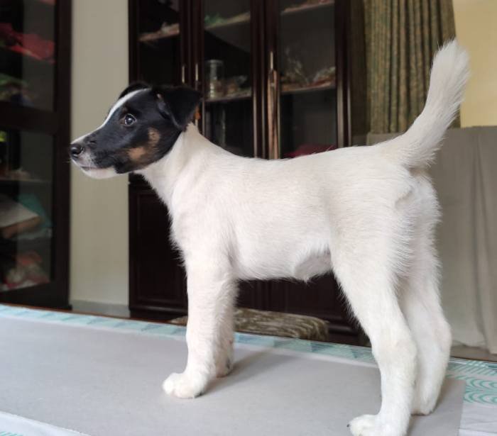 DogsIndia.com - Fox Terrier - Abbheraj Singh