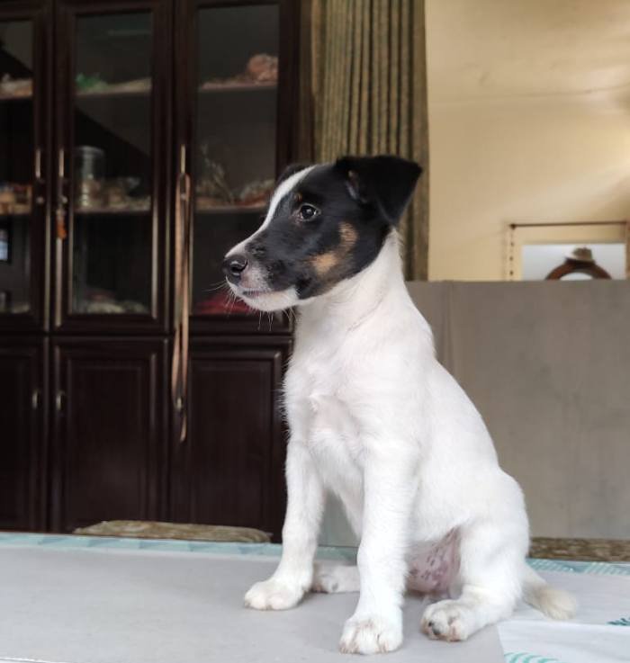 DogsIndia.com - Fox Terrier - Abbheraj Singh