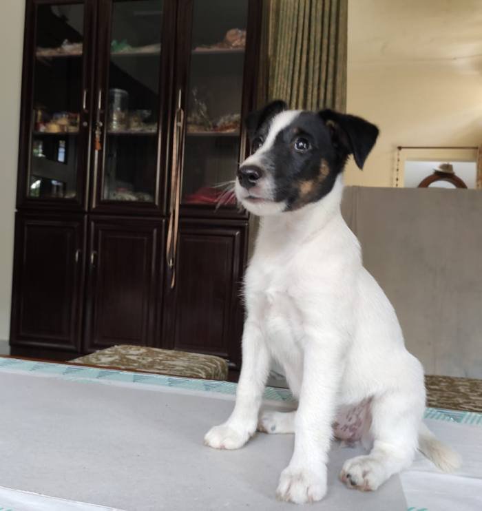 DogsIndia.com - Fox Terrier - Abbheraj Singh