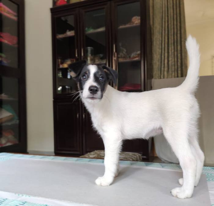 DogsIndia.com - Fox Terrier - Abbheraj Singh