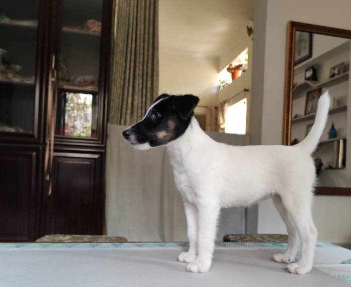 DogsIndia.com - Fox Terrier - Abbheraj Singh