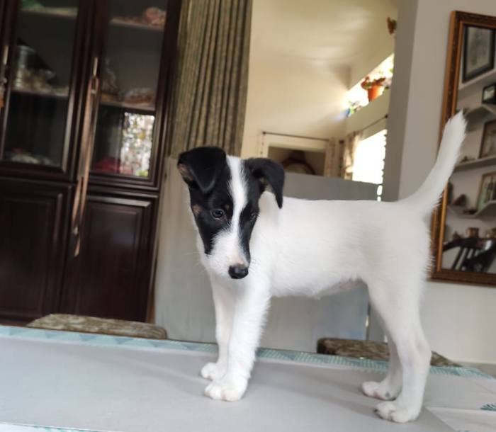 DogsIndia.com - Fox Terrier - Abbheraj Singh