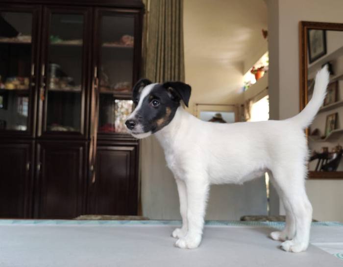 DogsIndia.com - Fox Terrier - Abbheraj Singh