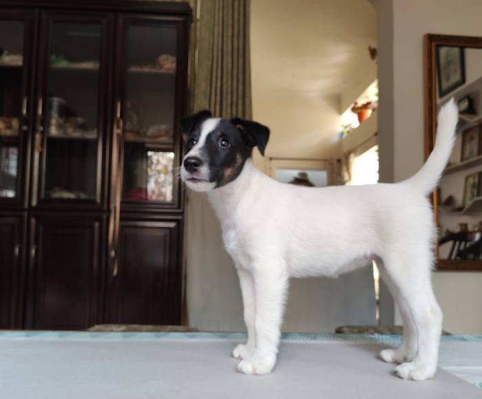 DogsIndia.com - Fox Terrier - Abbheraj Singh