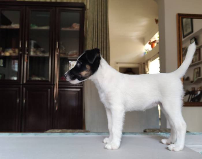 DogsIndia.com - Fox Terrier - Abbheraj Singh