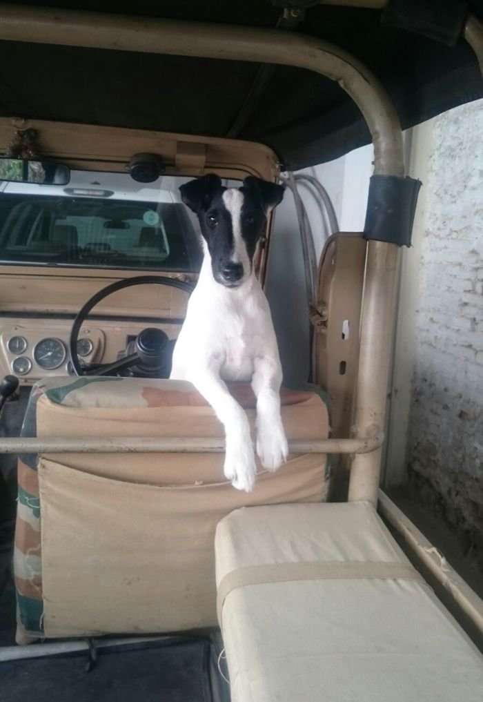 DogsIndia.com - Fox Terrier - Abbheraj Singh
