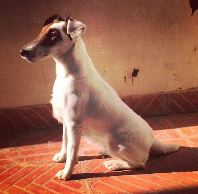 DogsIndia.com - Fox Terrier Smooth Coat - Aridaman
