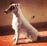DogsIndia.com - Fox Terrier Smooth Coat - Aridaman