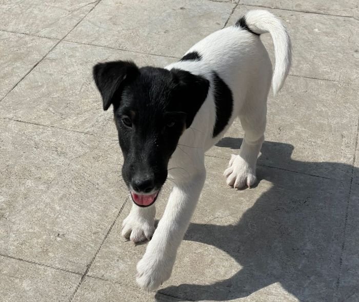 DogsIndia.com - Fox Terrier Smooth Coat - Aridaman