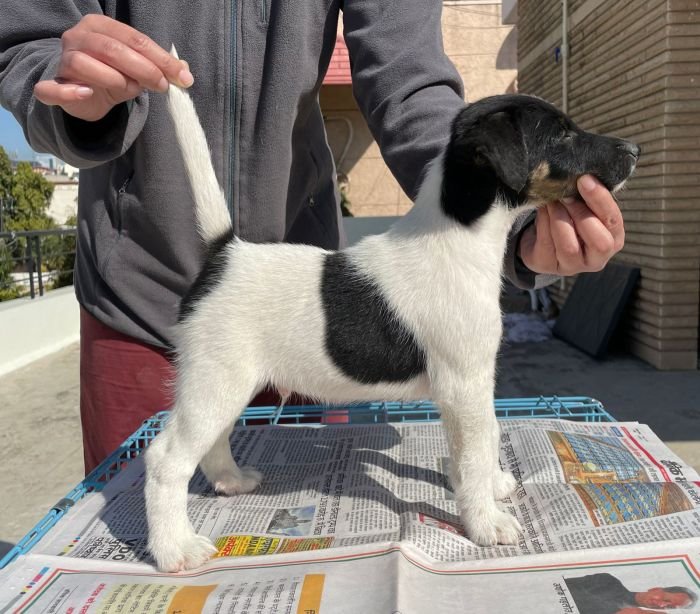 DogsIndia.com - Fox Terrier Smooth Coat - Aridaman