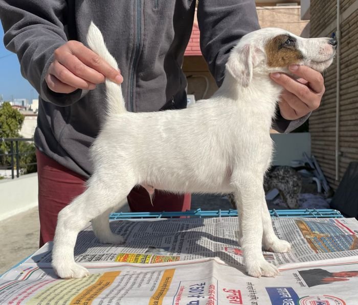 DogsIndia.com - Fox Terrier Smooth Coat - Aridaman