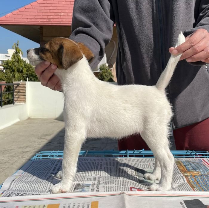DogsIndia.com - Fox Terrier Smooth Coat - Aridaman