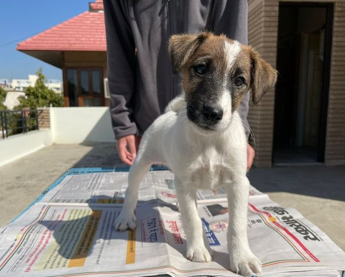 DogsIndia.com - Fox Terrier Smooth Coat - Aridaman