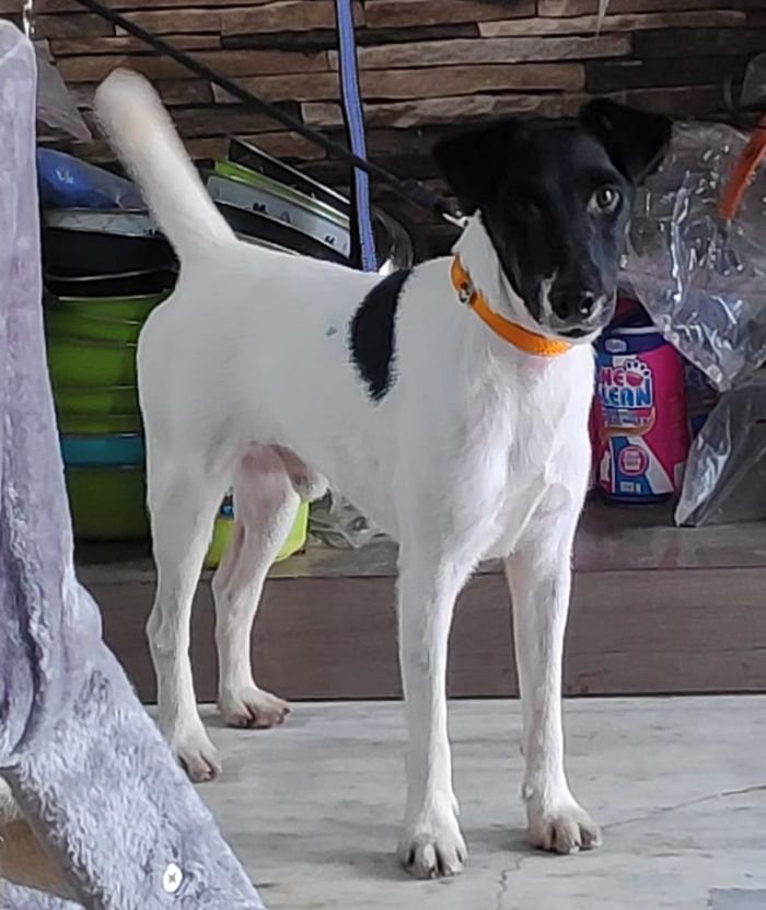 DogsIndia.com - Fox Terrier Smooth Coat - Aridaman