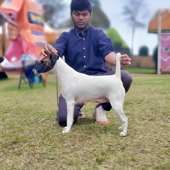DogsIndia.com - Fox Terrier Smooth - Ellesmera - Anandkumar