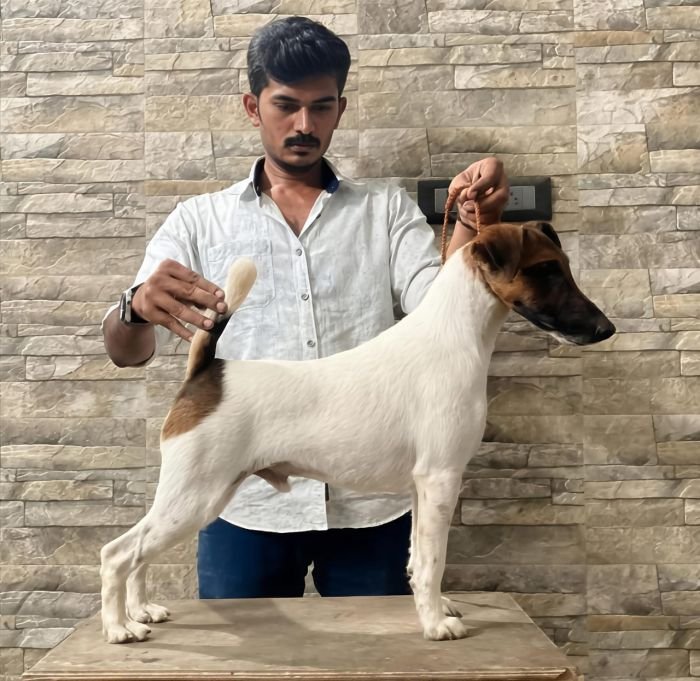 DogsIndia.com - Fox Terrier Smooth - Ellesmera - Anandkumar