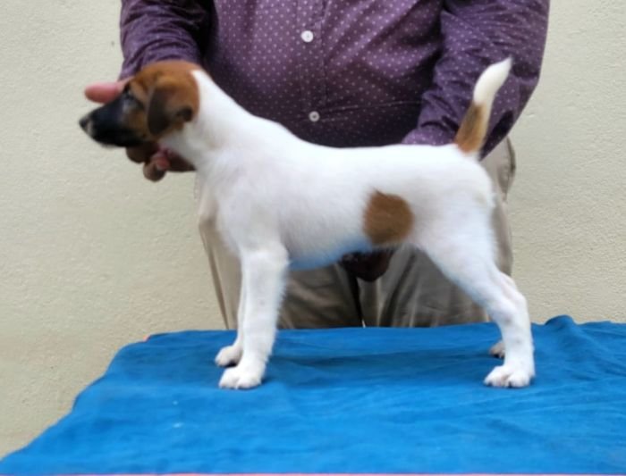 DogsIndia.com - Fox Terrier Smooth - Ellesmera - Anandkumar