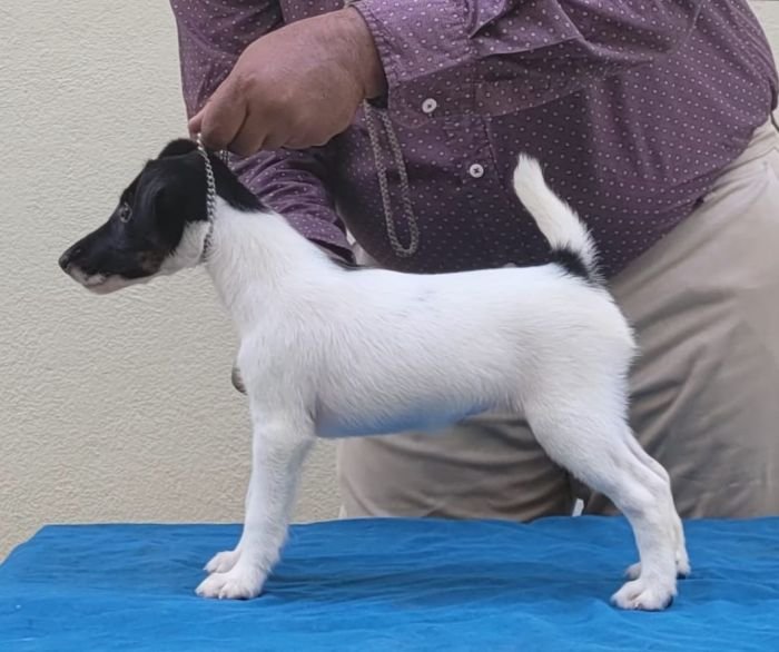 DogsIndia.com - Fox Terrier Smooth - Ellesmera - Anandkumar