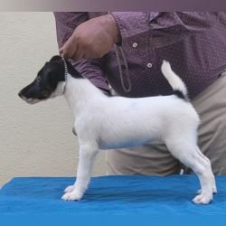 DogsIndia.com - Fox Terrier Smooth - Ellesmera - Anandkumar