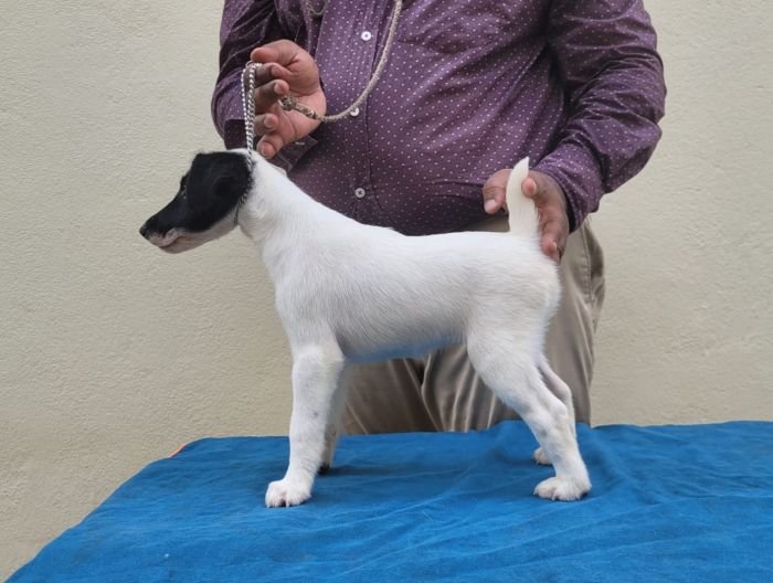 DogsIndia.com - Fox Terrier Smooth - Ellesmera - Anandkumar