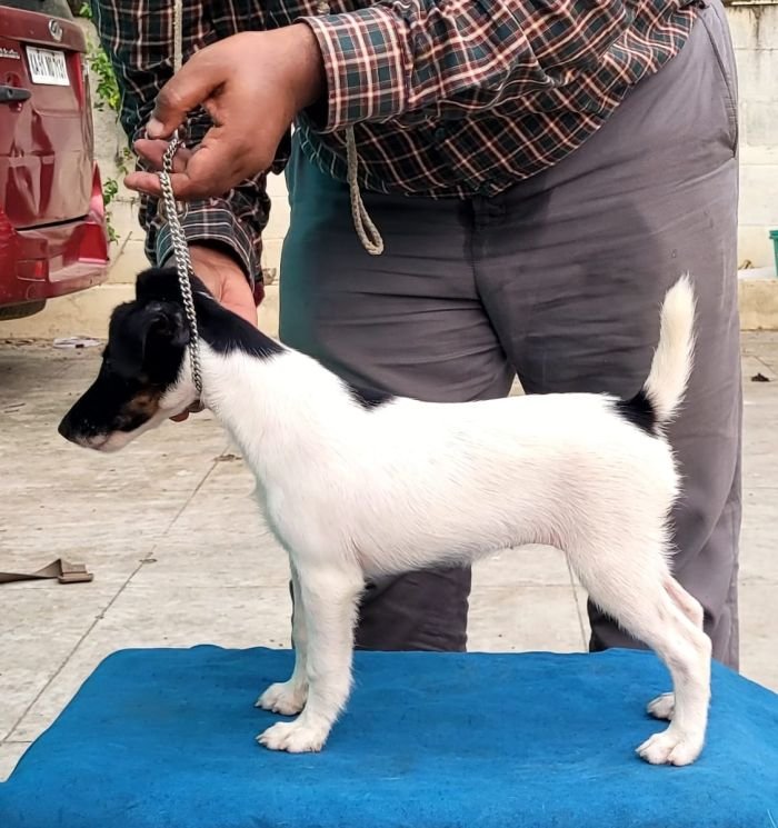 DogsIndia.com - Fox Terrier Smooth - Ellesmera - Anandkumar