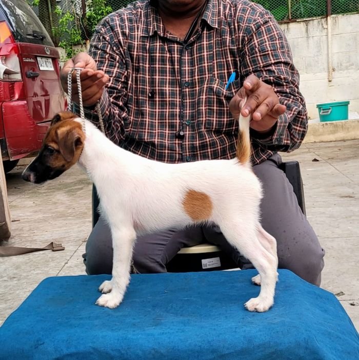 DogsIndia.com - Fox Terrier Smooth - Ellesmera - Anandkumar