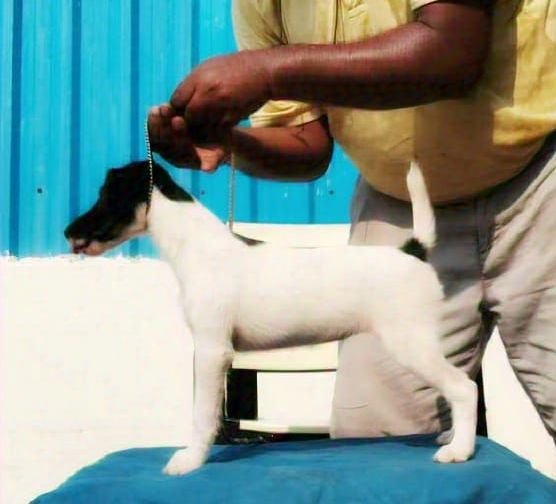 DogsIndia.com - Fox Terrier Smooth - Ellesmera - Anandkumar