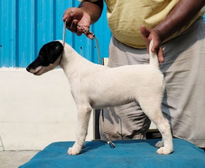 DogsIndia.com - Fox Terrier Smooth - Ellesmera - Anandkumar