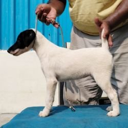 DogsIndia.com - Fox Terrier Smooth - Ellesmera - Anandkumar
