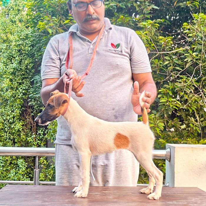 DogsIndia.com - Fox Terrier Smooth - Ellesmera - Anandkumar