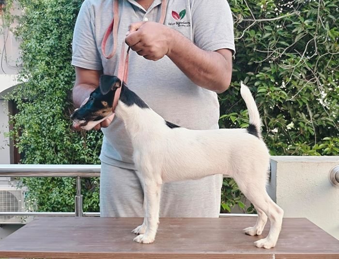 DogsIndia.com - Fox Terrier Smooth - Ellesmera - Anandkumar