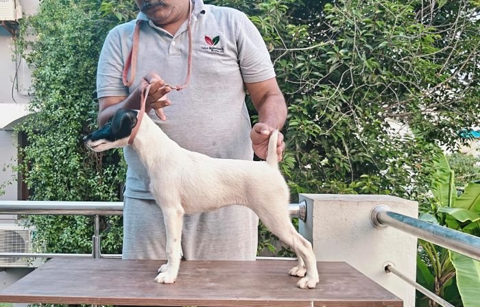 DogsIndia.com - Fox Terrier Smooth - Ellesmera - Anandkumar