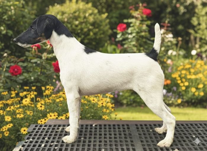 DogsIndia.com - Fox Terrier Smooth - Ellesmera - Anandkumar