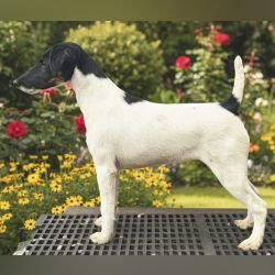 DogsIndia.com - Fox Terrier Smooth - Ellesmera - Anandkumar