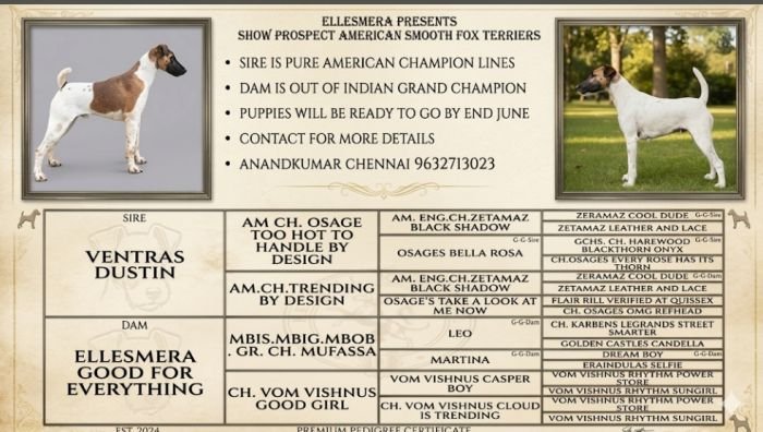 DogsIndia.com - Fox Terrier Smooth - Ellesmera - Anandkumar