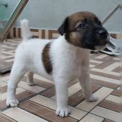 DogsIndia.com - Fox Terrier Smooth - Ellesmera - Anandkumar