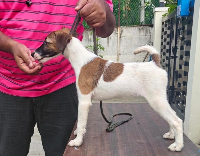 DogsIndia.com - Fox Terrier Smooth - Ellesmera - Anandkumar