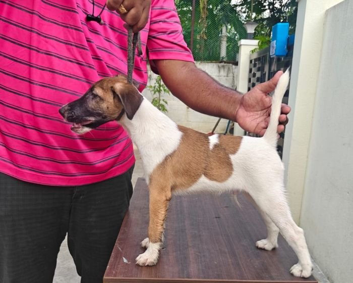 DogsIndia.com - Fox Terrier Smooth - Ellesmera - Anandkumar
