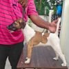 DogsIndia.com - Fox Terrier Smooth - Ellesmera - Anandkumar