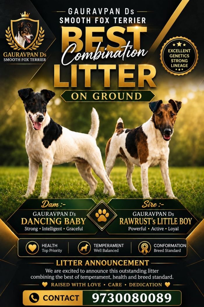 DogsIndia.com - Fox Terrier - Gauravpan D 