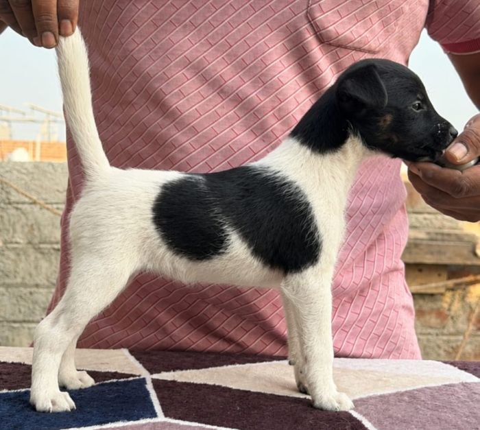 DogsIndia.com - Fox Terrier - Gauravpan D 