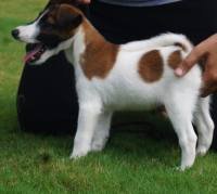 DogsIndia.com - Fox Terrier Smooth - Laxman
