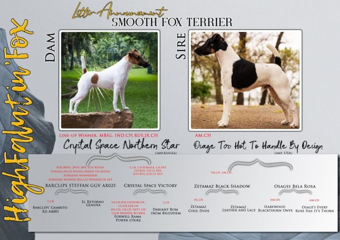 DogsIndia.com Fox Terrier Smooth HighFalutin Fox Terriers