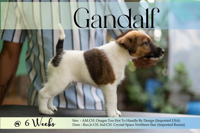 DogsIndia.com Fox Terrier Smooth HighFalutin Fox Terriers
